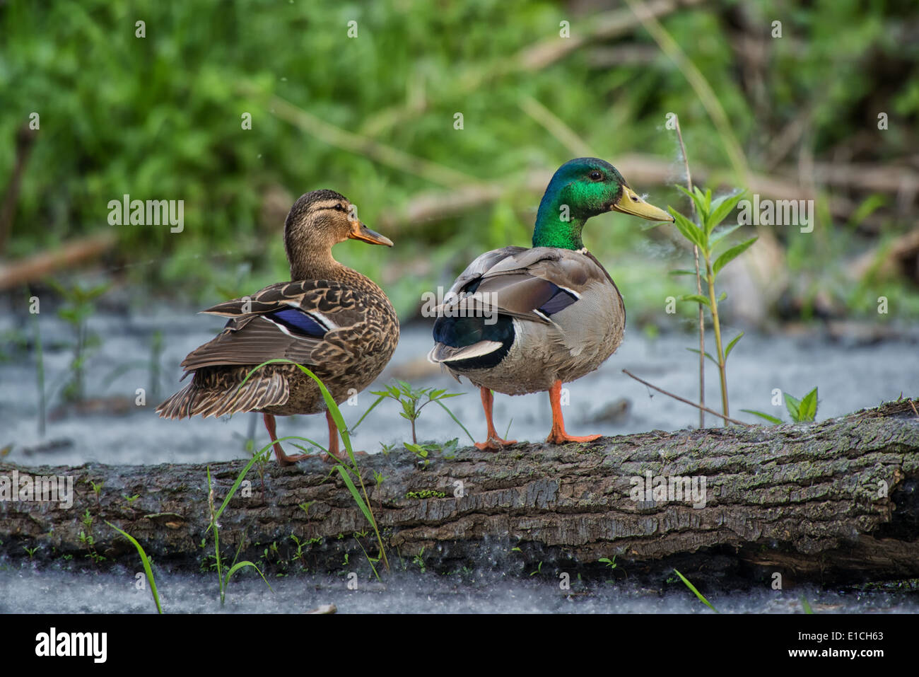 Une paire de Canard colvert sur un journal à Tift Nature Preserve, Buffalo, New York Banque D'Images
