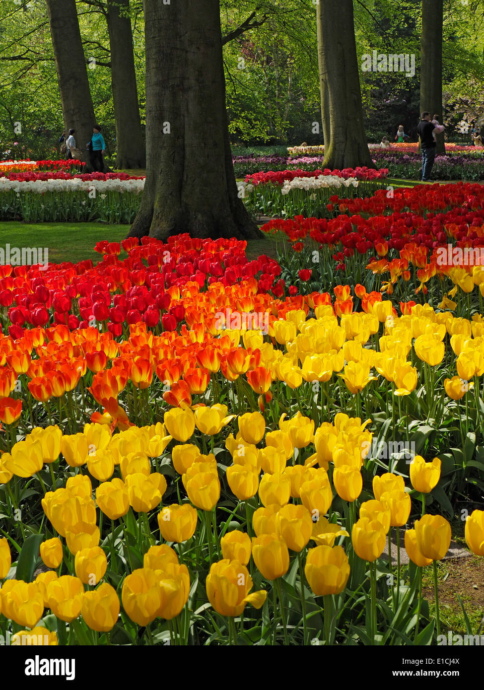 Tulipes jaunes et rouges au jardin de Keukenhof Holland Banque D'Images