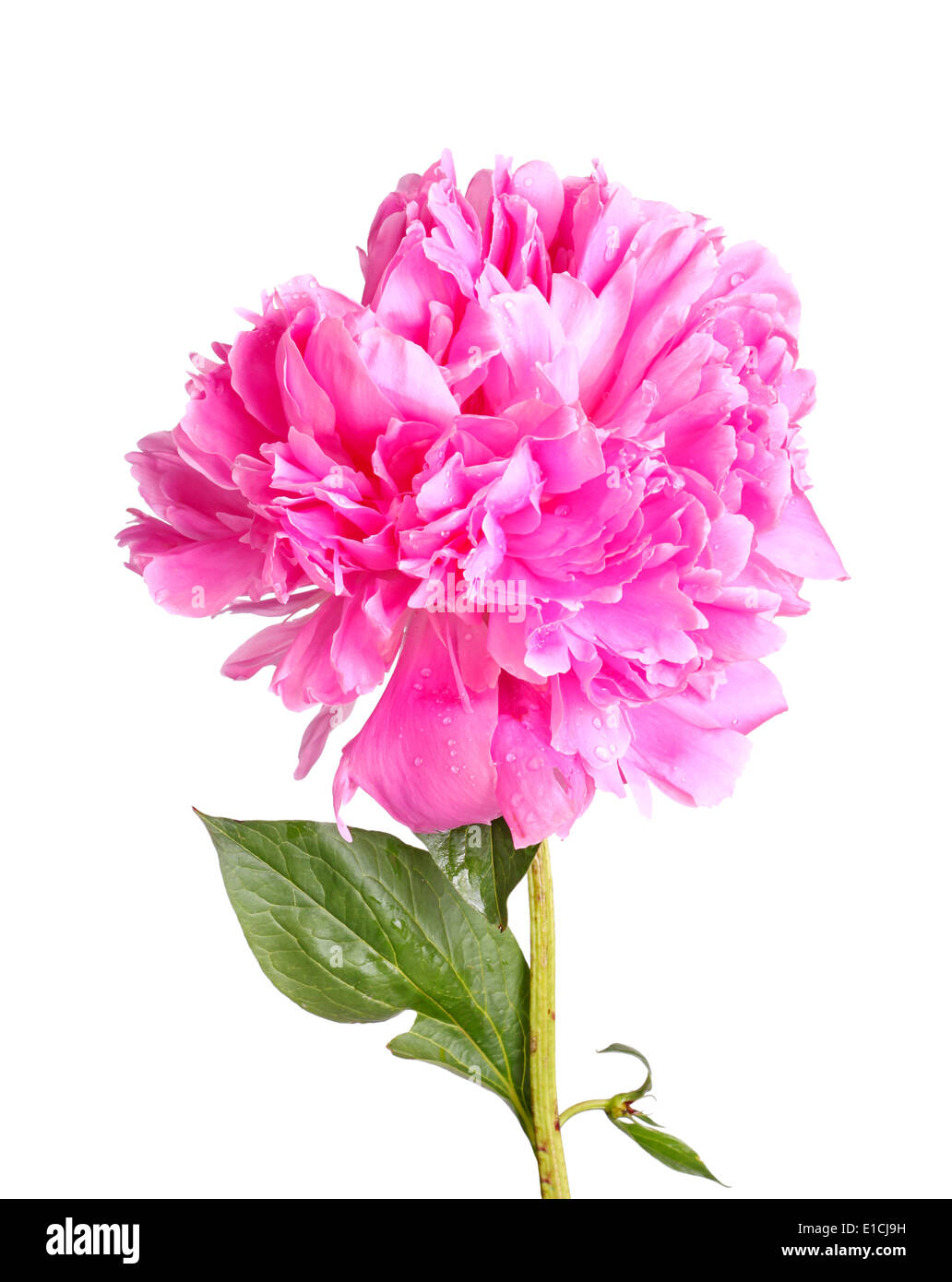 Fleur de pivoine rose, tige et feuilles sur fond blanc Banque D'Images