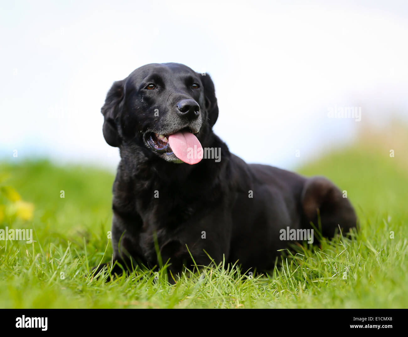 Photo de chien de race pure. Pris à l'extérieur sur une journée ensoleillée. Banque D'Images