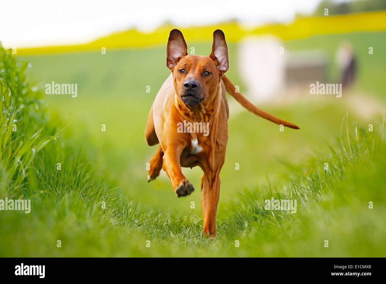 Chien de race pure à l'extérieur sur une journée ensoleillée. Banque D'Images