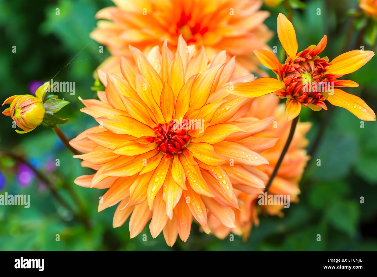 Très belle dahlias dans le jardin. Banque D'Images