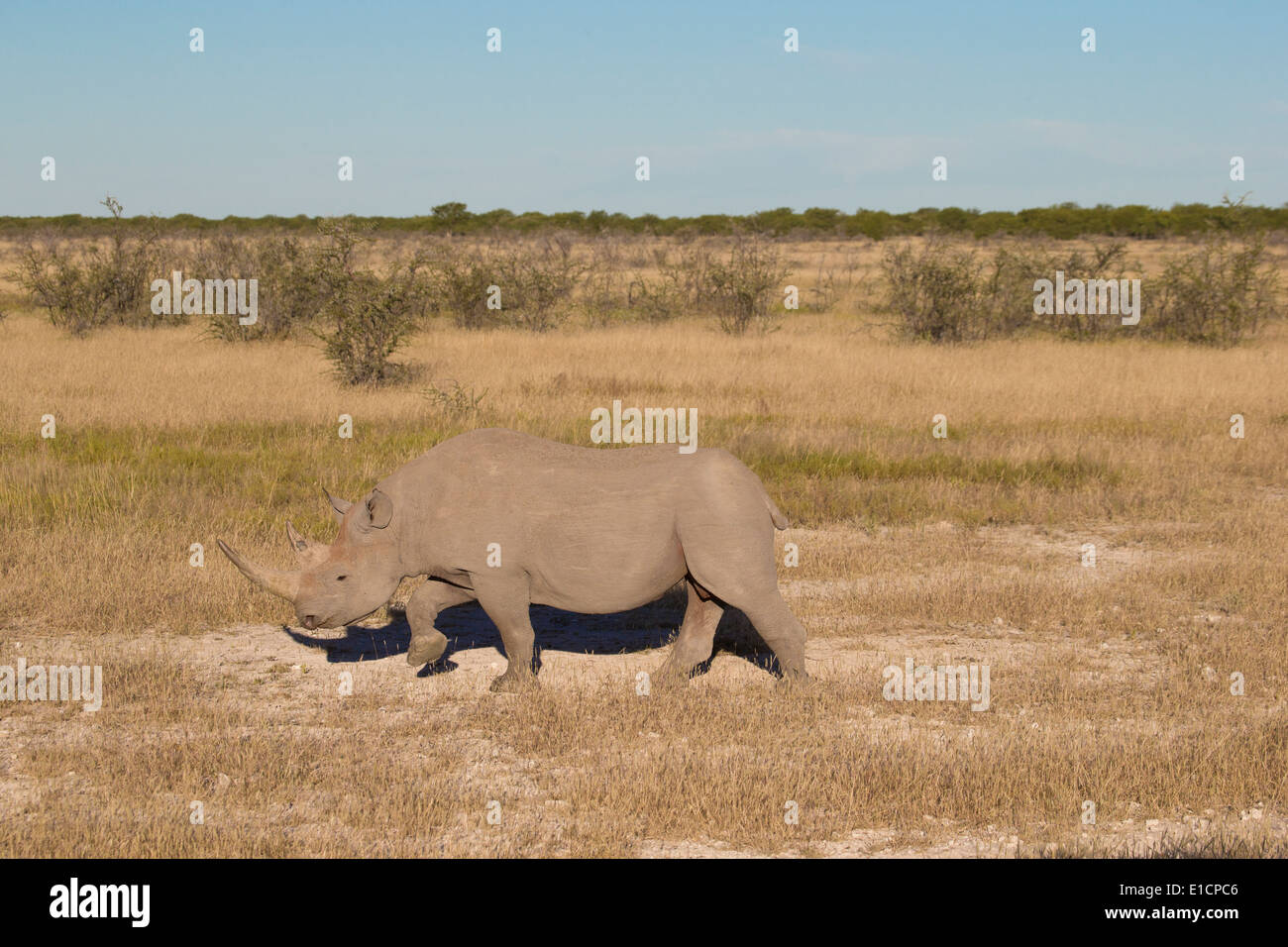 Vue latérale d'un rhinocéros noir (Diceros bicornis) balade Banque D'Images
