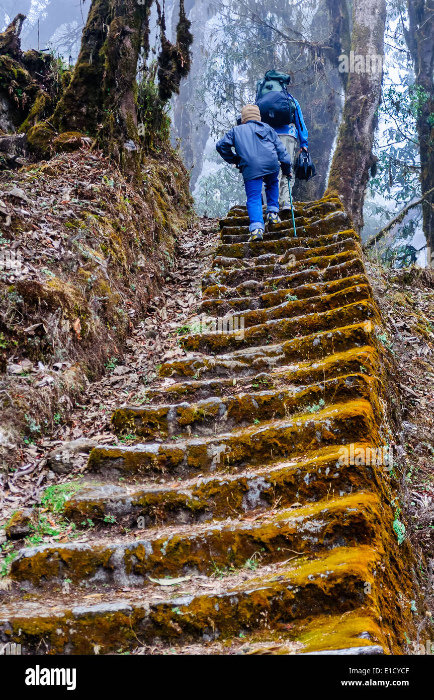 Trekking, deux personnes de monter des escaliers recouverts de mousse par jungle Banque D'Images