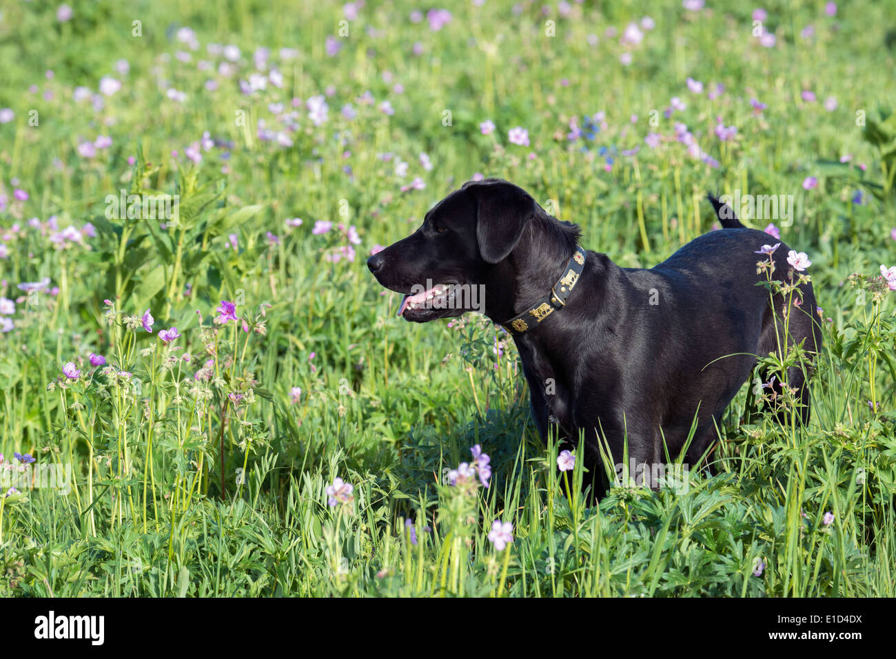 Un chien labrador noir dans les hautes herbes de prairie. Banque D'Images