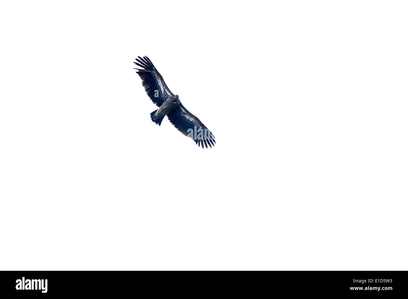 Himalayan Griffon Vulture Gyps himalayensis en vol contre ciel blanc délavé Banque D'Images