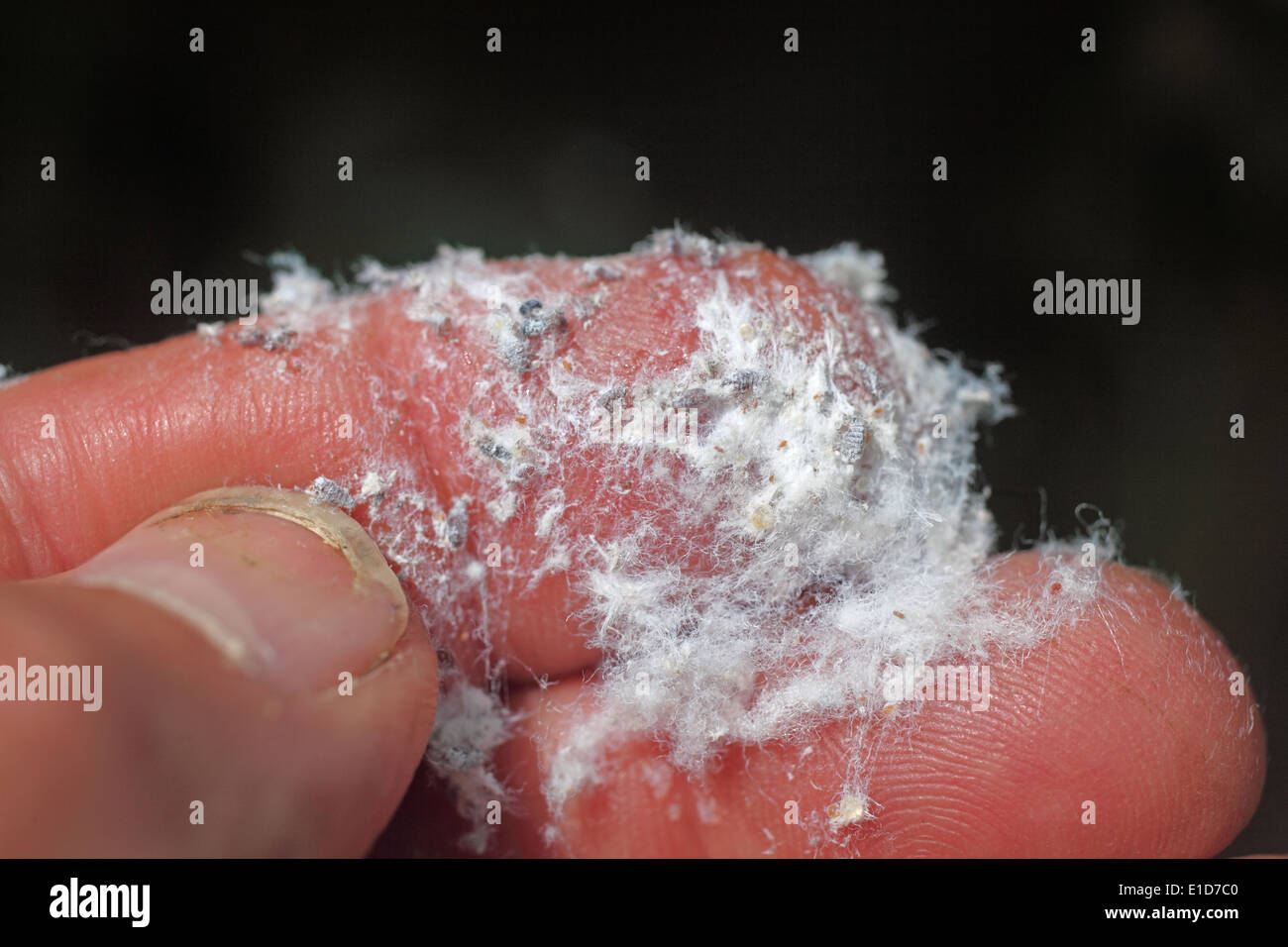 Eriosoma lanigerum Pucerons Wolly sont protégés par la substance qu'ils produisent du coton Banque D'Images