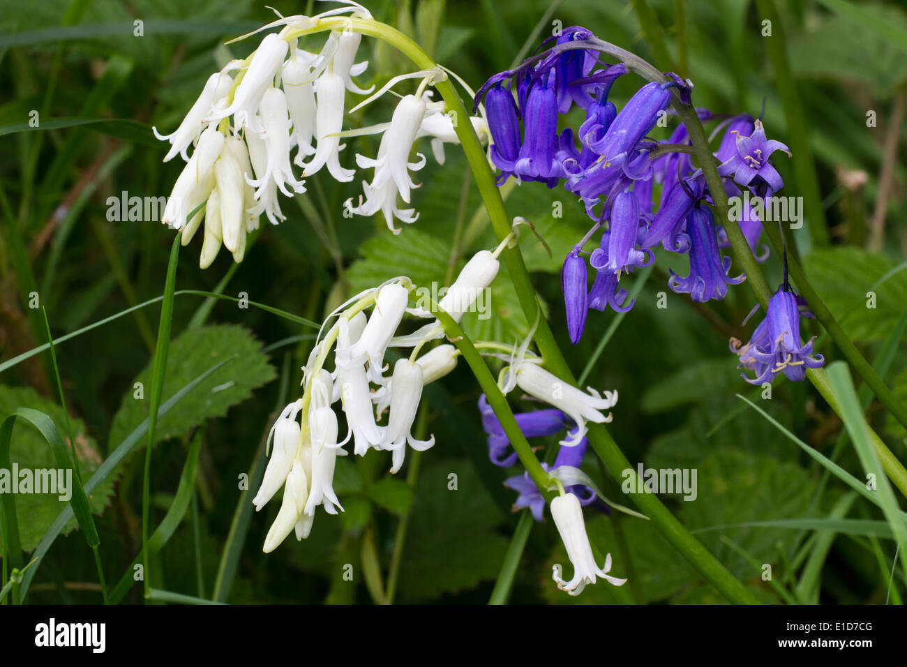 Bleu et blanc standard rares formes de l'uk Bluebell indigènes, Hyacinthoides non-scriptus, dans une haie de Plymouth Banque D'Images