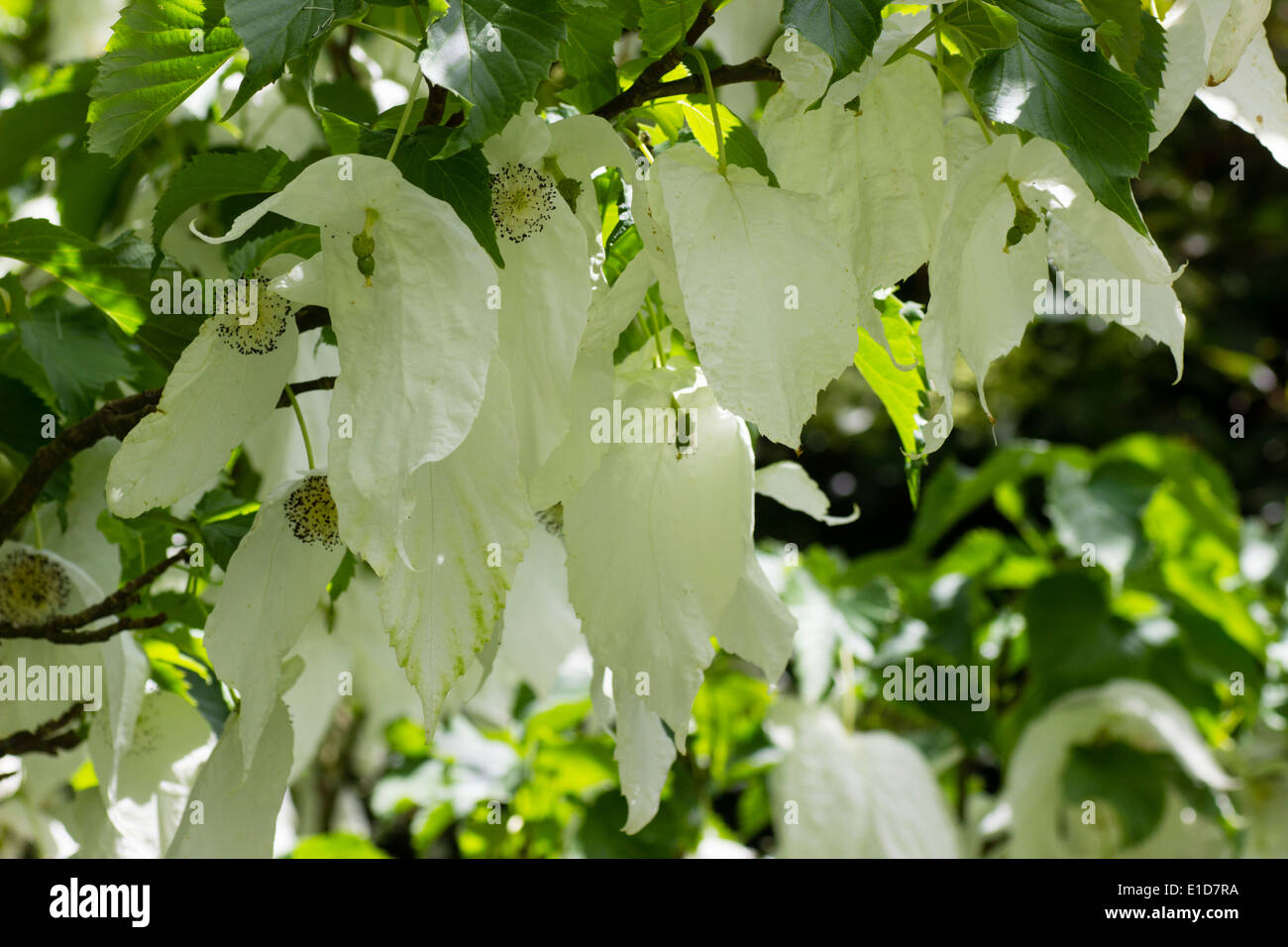 Bractées blanches de l'arbre, le mouchoir Davidia involucrata Banque D'Images