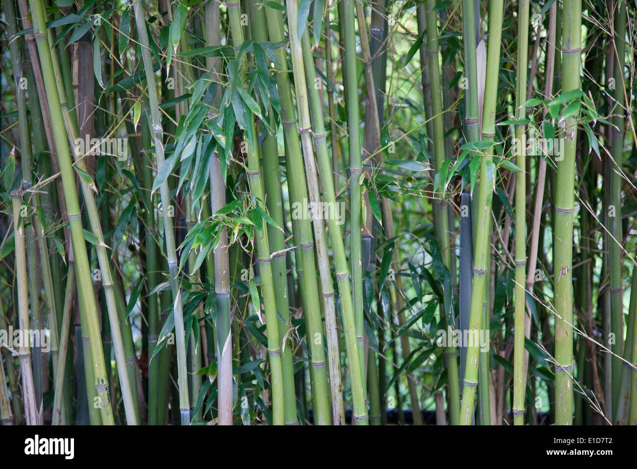 Arrière-plan de la forêt de bambou Banque D'Images