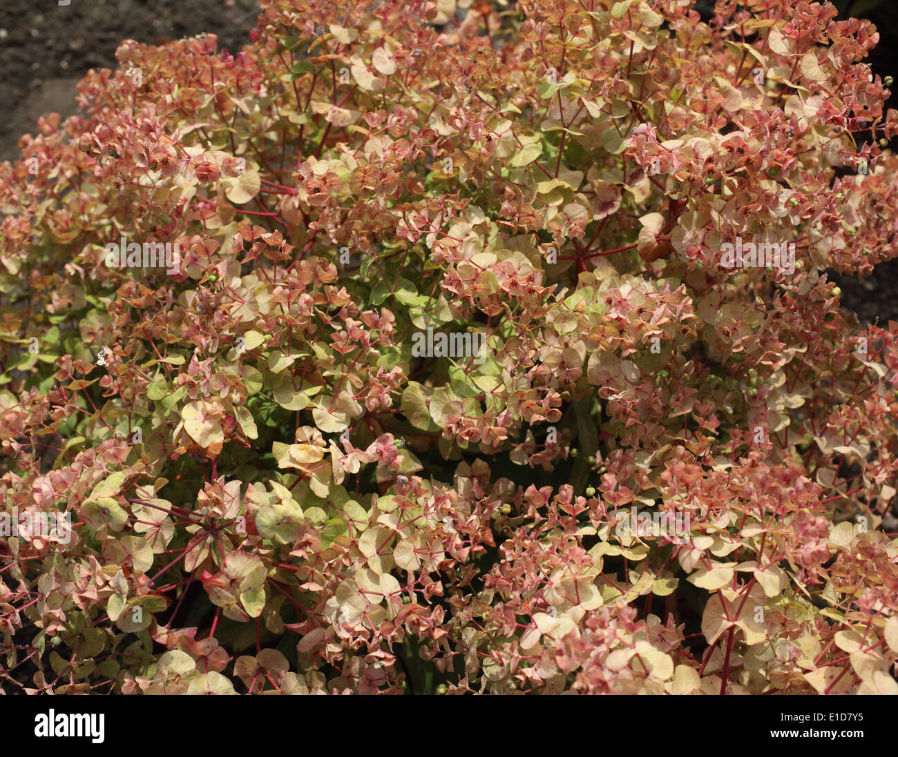 Euphorbia amygdaloides 'Purpurea' close up of plant Banque D'Images