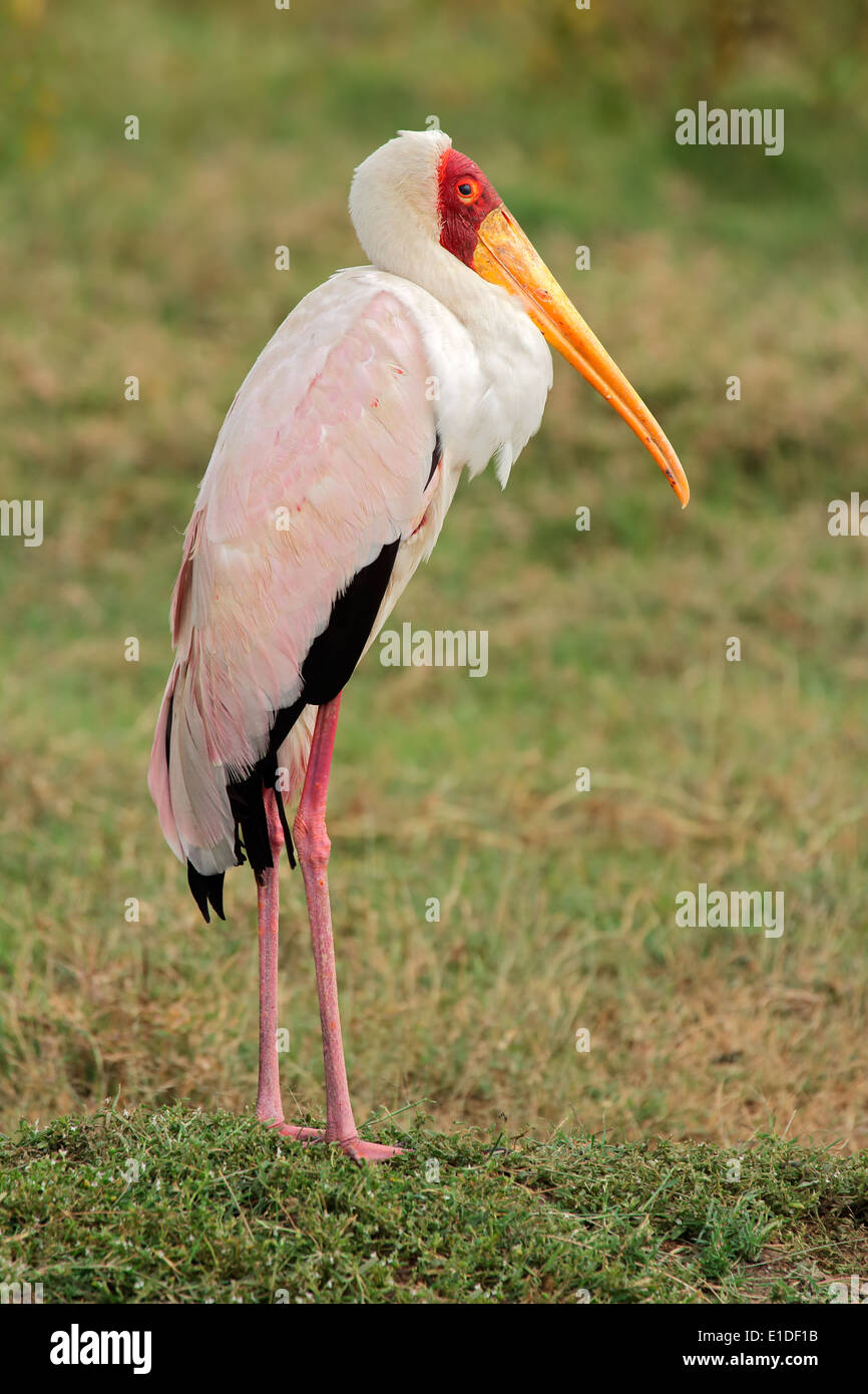 Yellow-billed stork (Mycteria ibis), Parc national du lac Nakuru, Kenya Banque D'Images