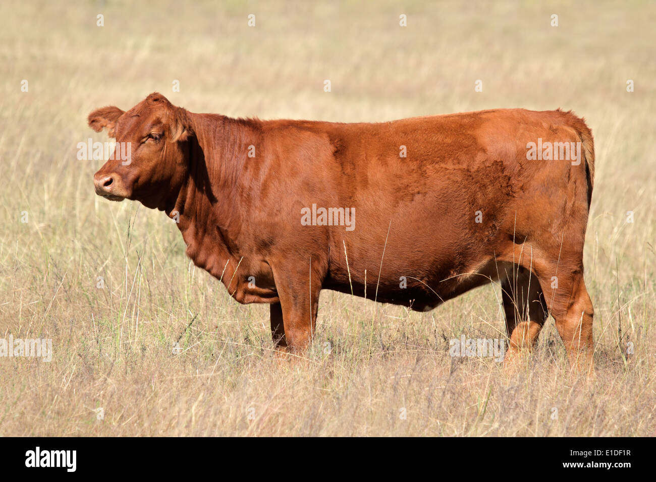 Une vache au pâturage angus rouge Banque D'Images