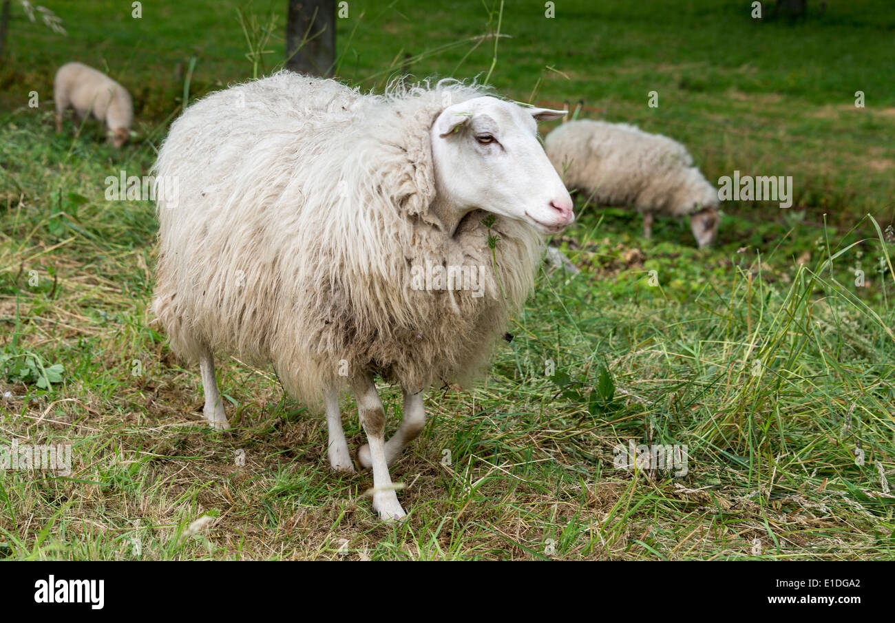 Moutons sur la nature de l'herbe verte en Hollande Banque D'Images