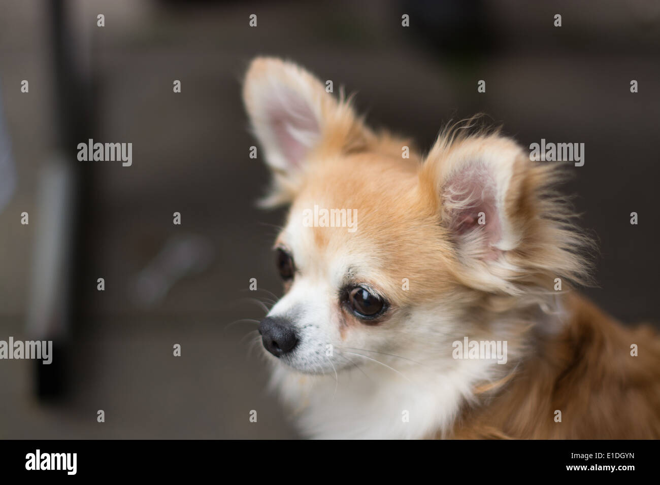 un chiwawa Banque D'Images