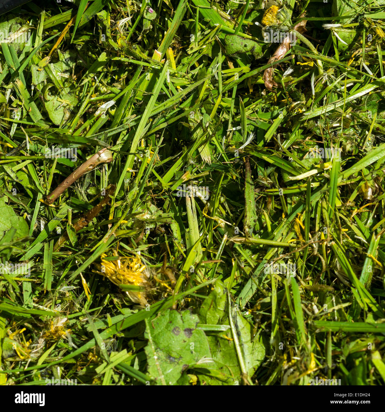 Gazon coupé. Banque D'Images