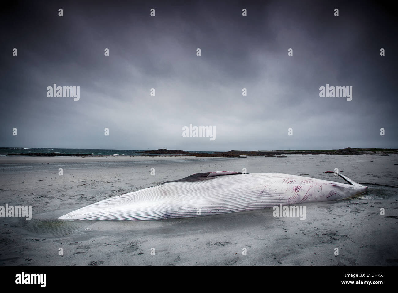 Un petit rorqual juvénile (Balaenoptera acutorostrata) sur Balranald beach, North Uist, Hébrides extérieures, en Écosse, au Royaume-Uni. Banque D'Images