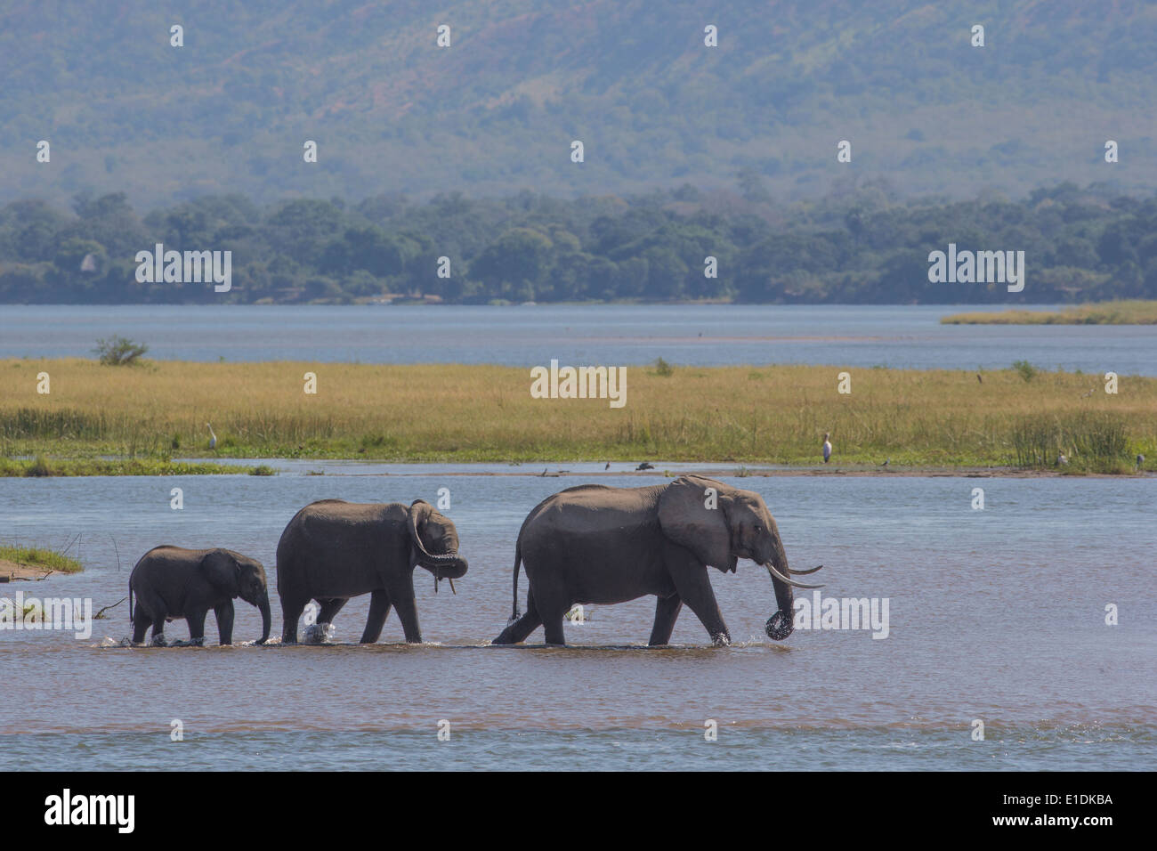 L'éléphant marche dans la rivière Zambèze Banque D'Images