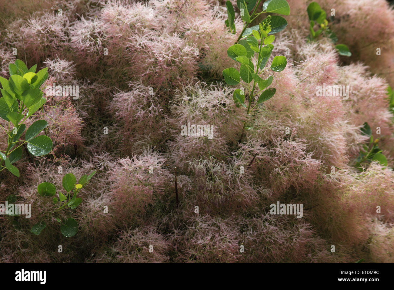 Prunus serrula close up d'arbustes Banque D'Images