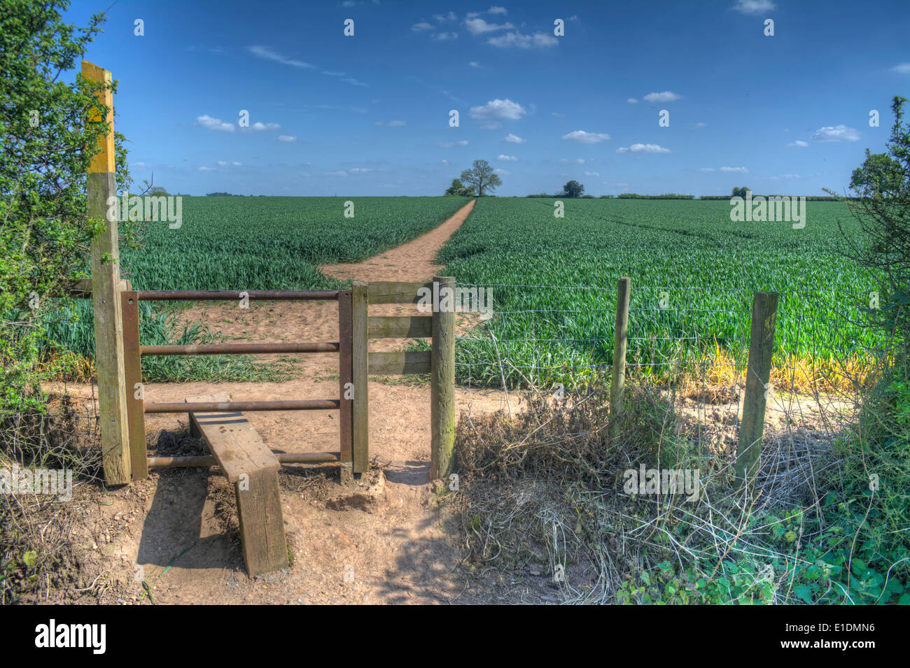 Image HDR d'un style rustique et un sentier à travers une campagne sur le terrain les agriculteurs menant à un arbre dans la distance,Leicestershire Banque D'Images