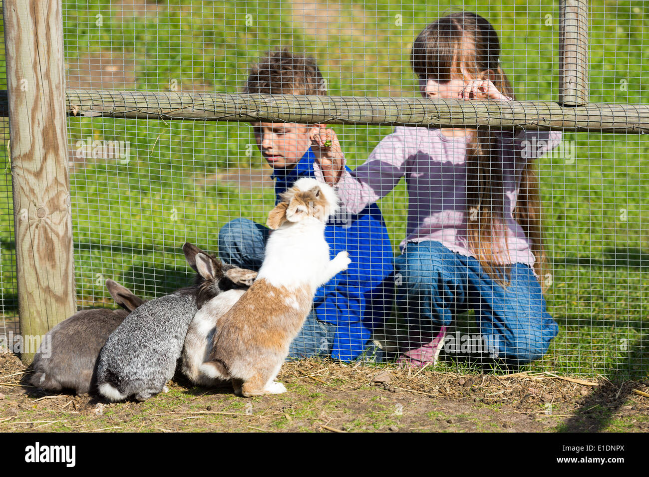 Garçon et fille se nourrir les lapins à l'extérieur pendant les beaux jours. Banque D'Images