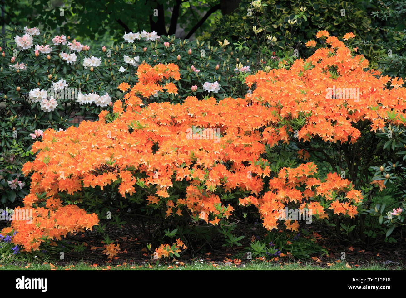 Le Royaume-Uni, l'Écosse, Édimbourg, Princes Street Gardens, fleurs, Banque D'Images