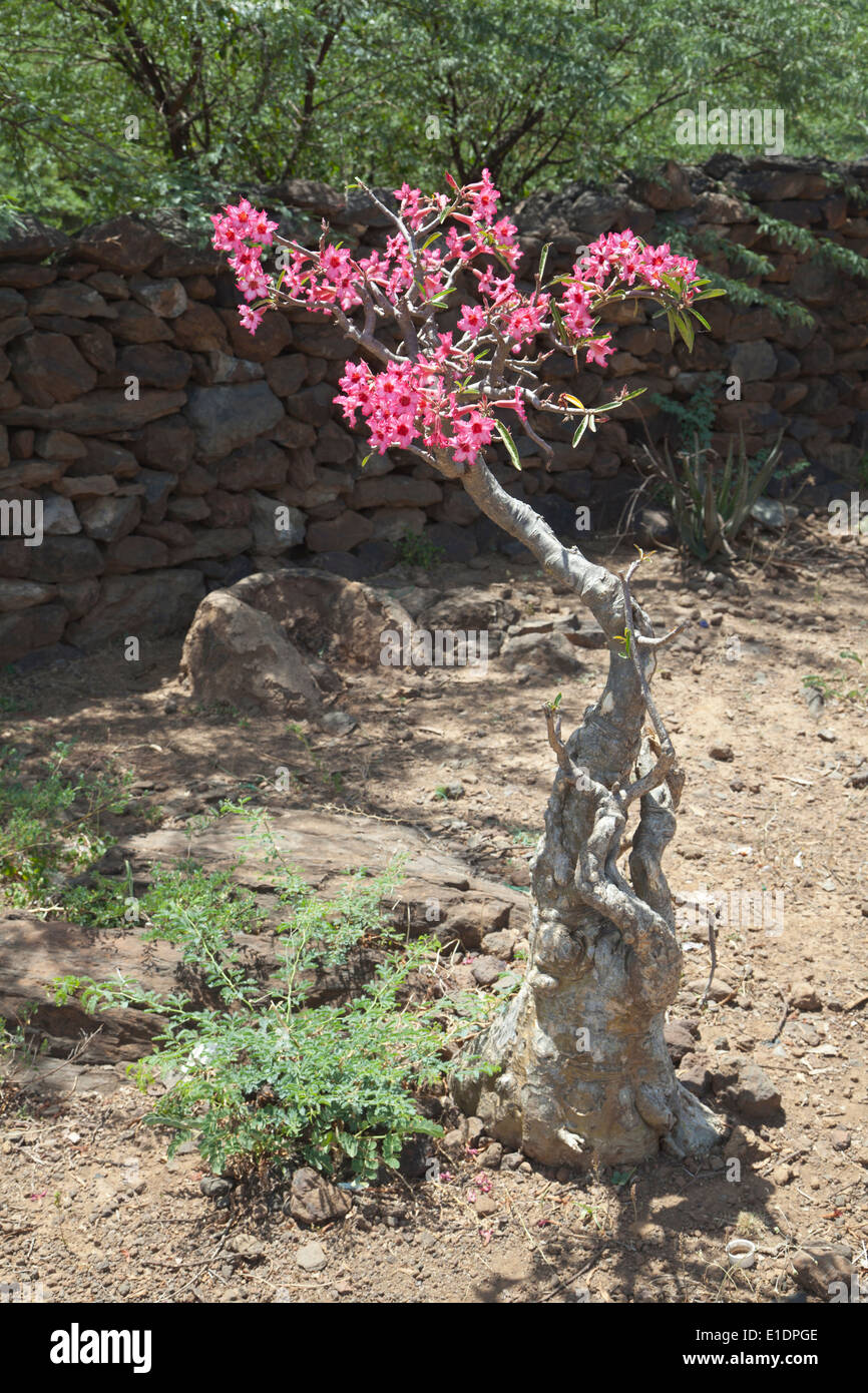 Une rose est une plante du désert au lac Baringo au Kenya. Banque D'Images