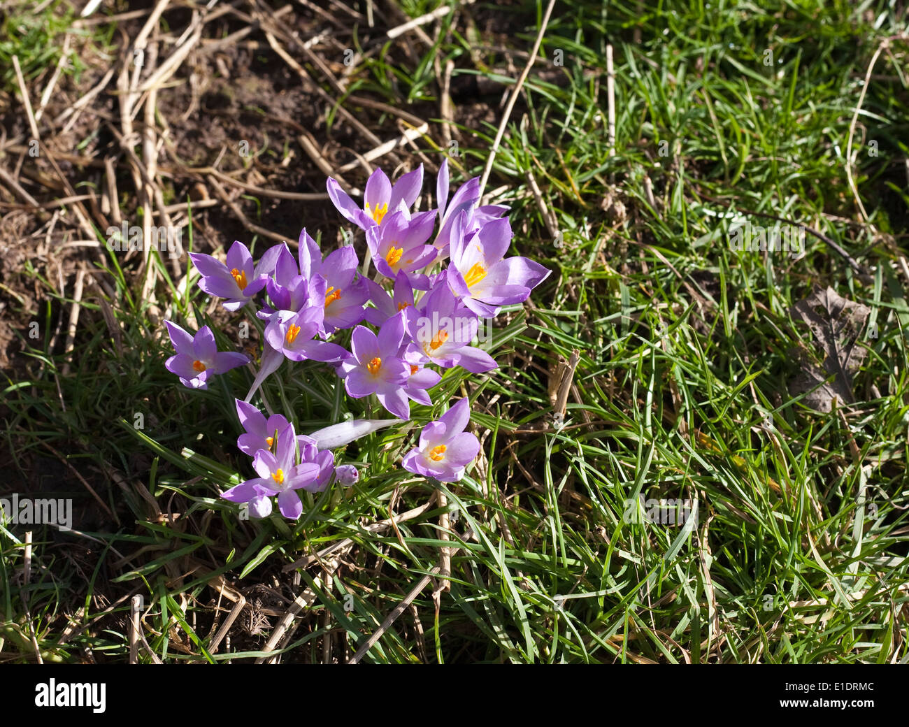 Crocus vernus en pleine floraison de plus en plus fréquent dans l'herbe Banque D'Images