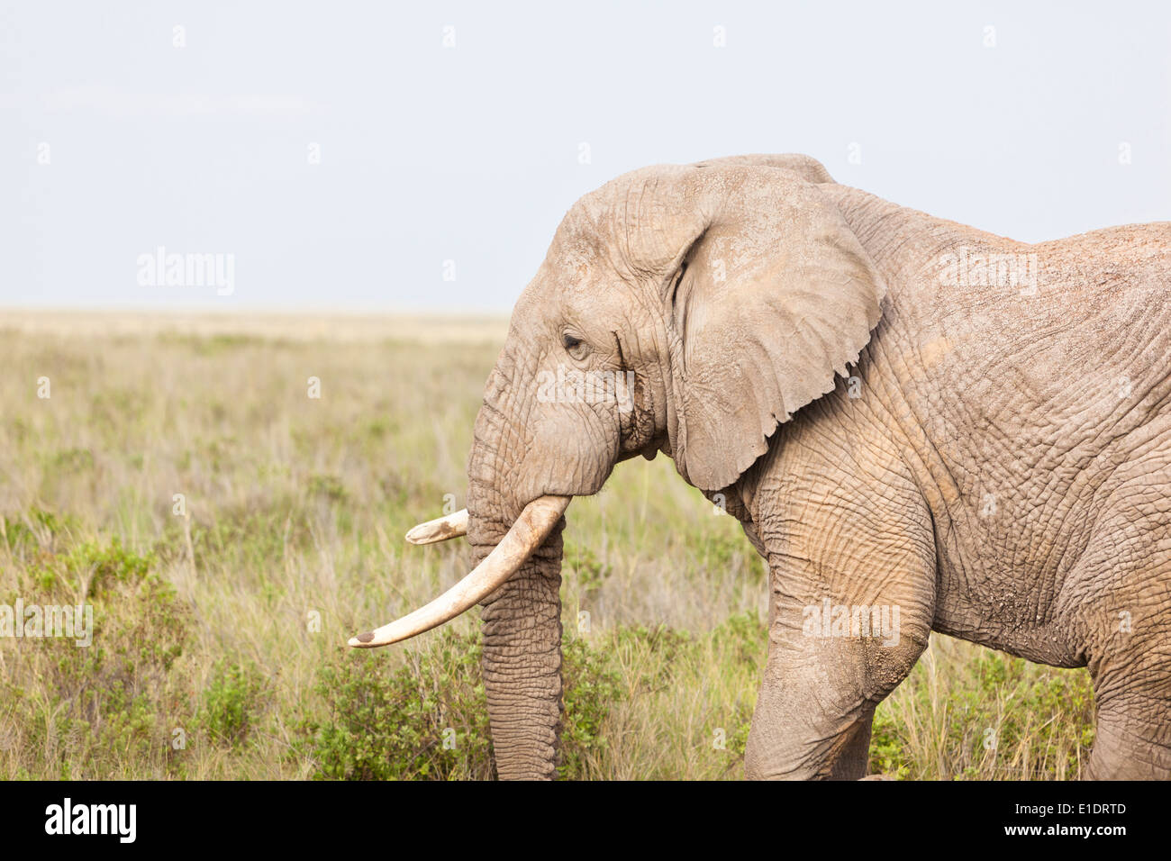 Portrait d'un éléphant d'Afrique dans le Parc national Amboseli au Kenya. Banque D'Images