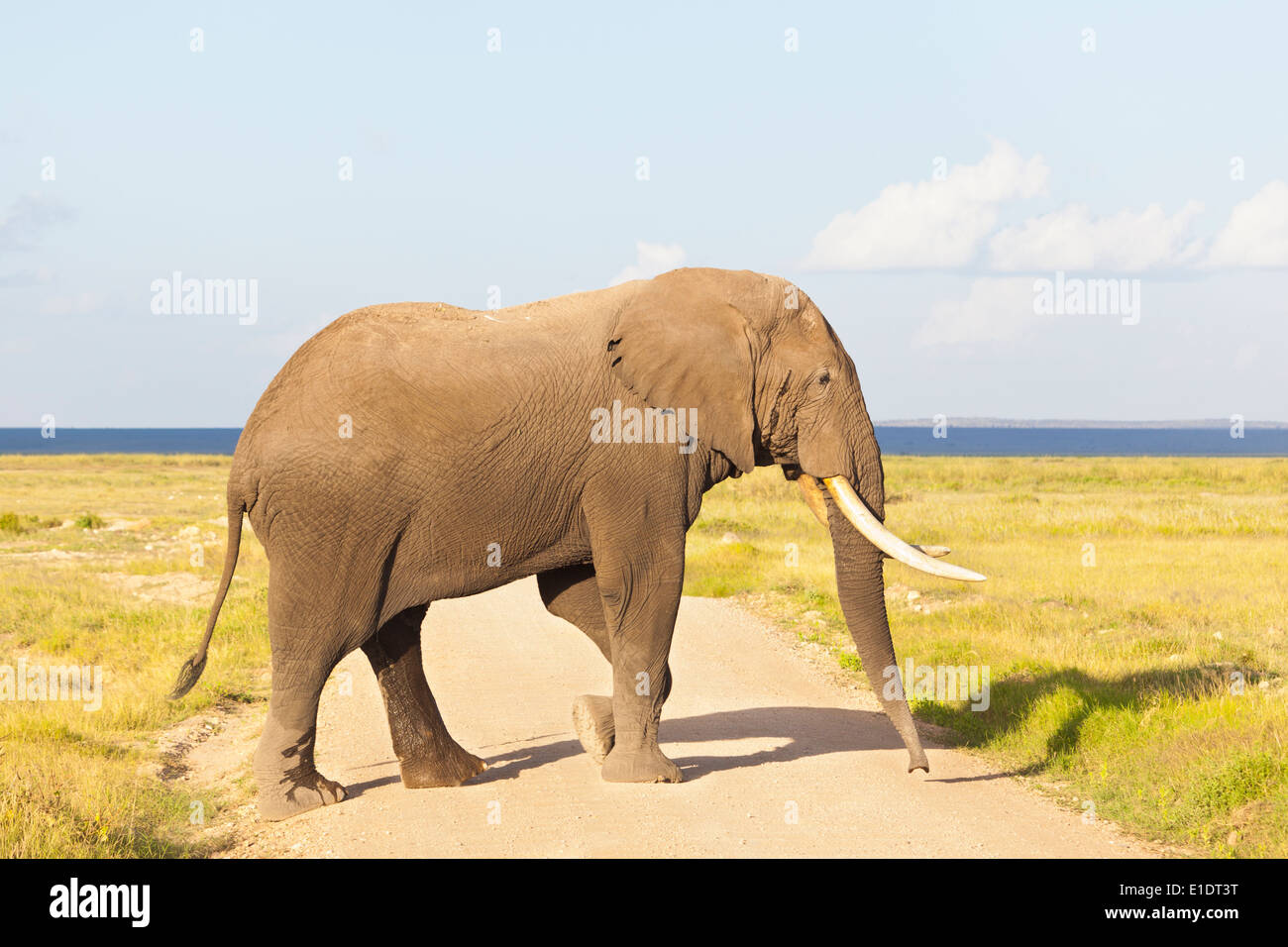 Un éléphant d'Afrique dans le Parc national Amboseli au Kenya pour traverser un chemin de terre. Banque D'Images