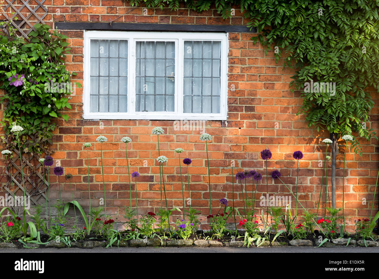 Allium devant un mur en brique rouge Cropredy cottage. Oxfordshire, Angleterre Banque D'Images