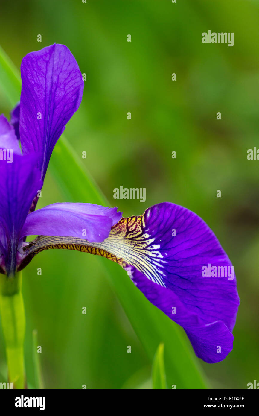 Détail de l'automne et de l'unique critère d'Iris sibirica 'Perry's Blue' Banque D'Images