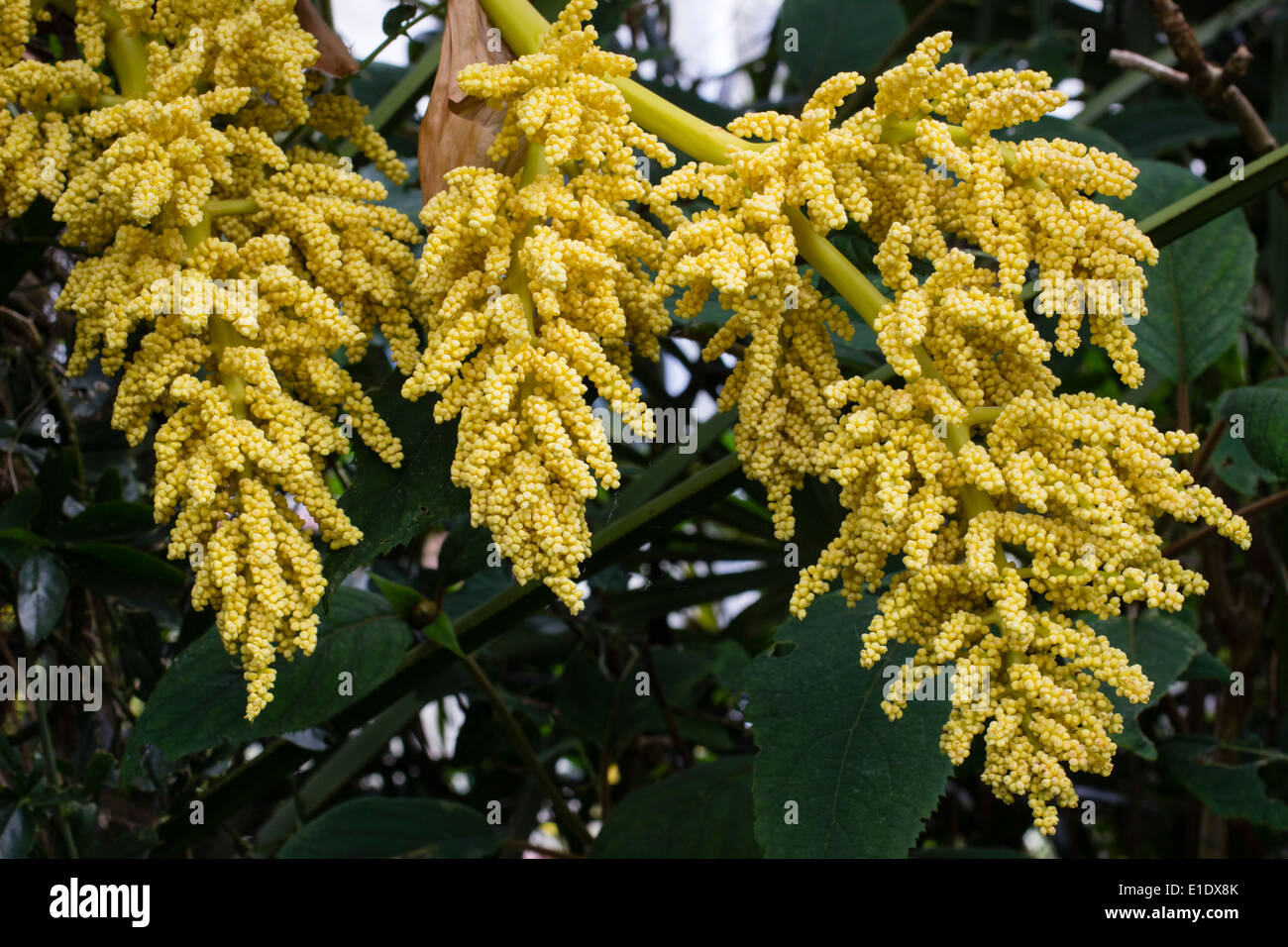 Fleurs du palmier Trachycarpus fortunei, Chusan Banque D'Images