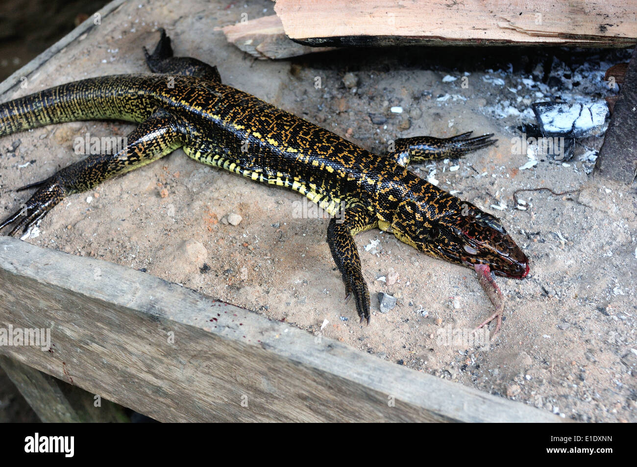 Cuisine traditionnelle - Cuisine lézard dans Industria - PANGUANA . Département de Loreto .PÉROU Banque D'Images