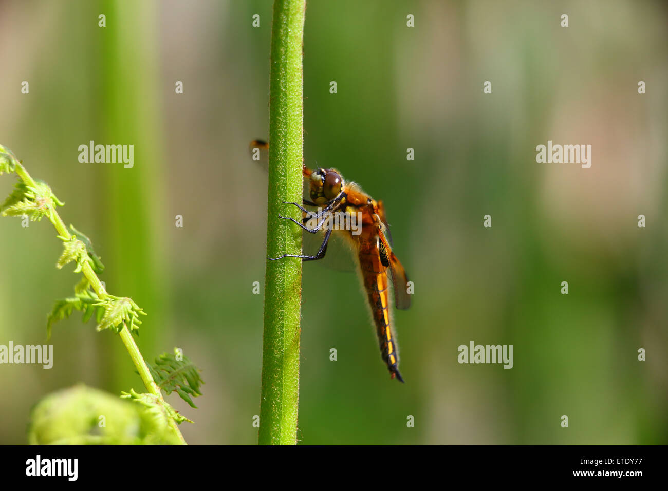 Quatre spotted chaser dragonfly Banque D'Images