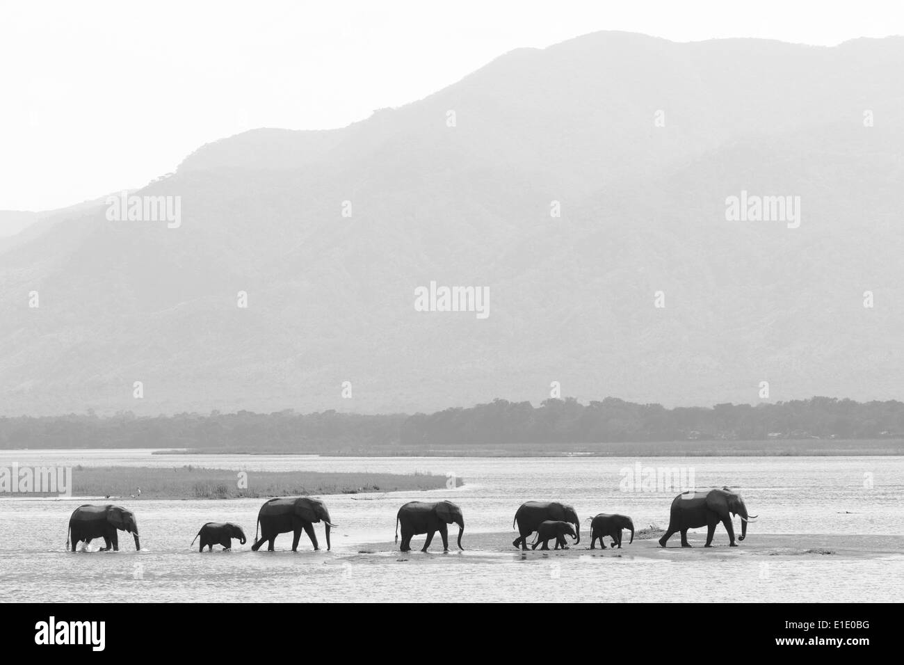 Troupeau d'éléphants africains marche sur l'eau Banque D'Images