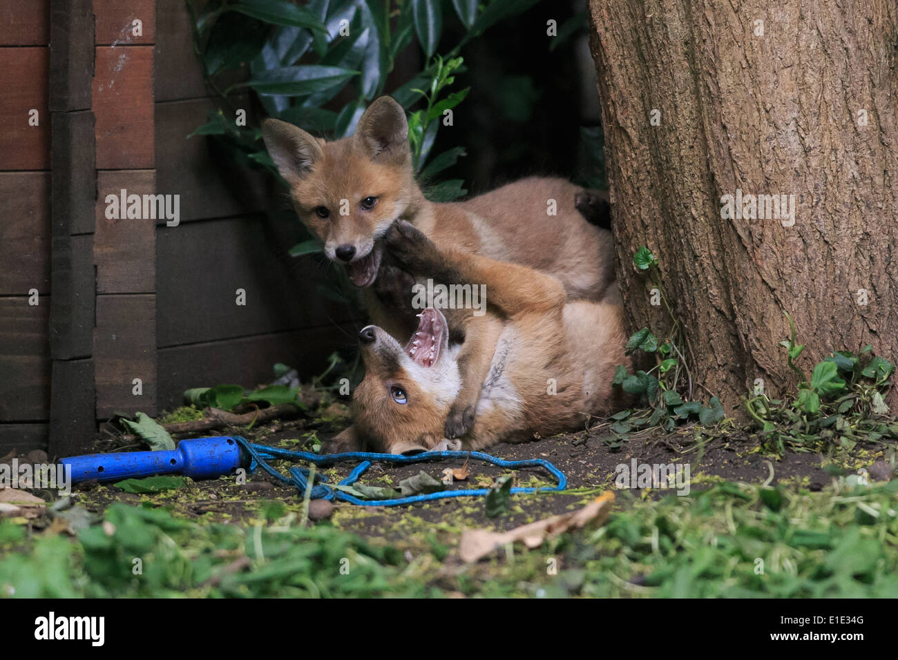Fox cubs jouer combats Banque D'Images