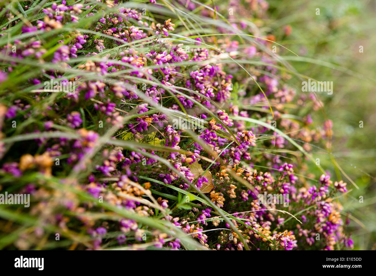 Close up of purple fleurs sauvages dans l'herbe sur l'île de Skye Banque D'Images