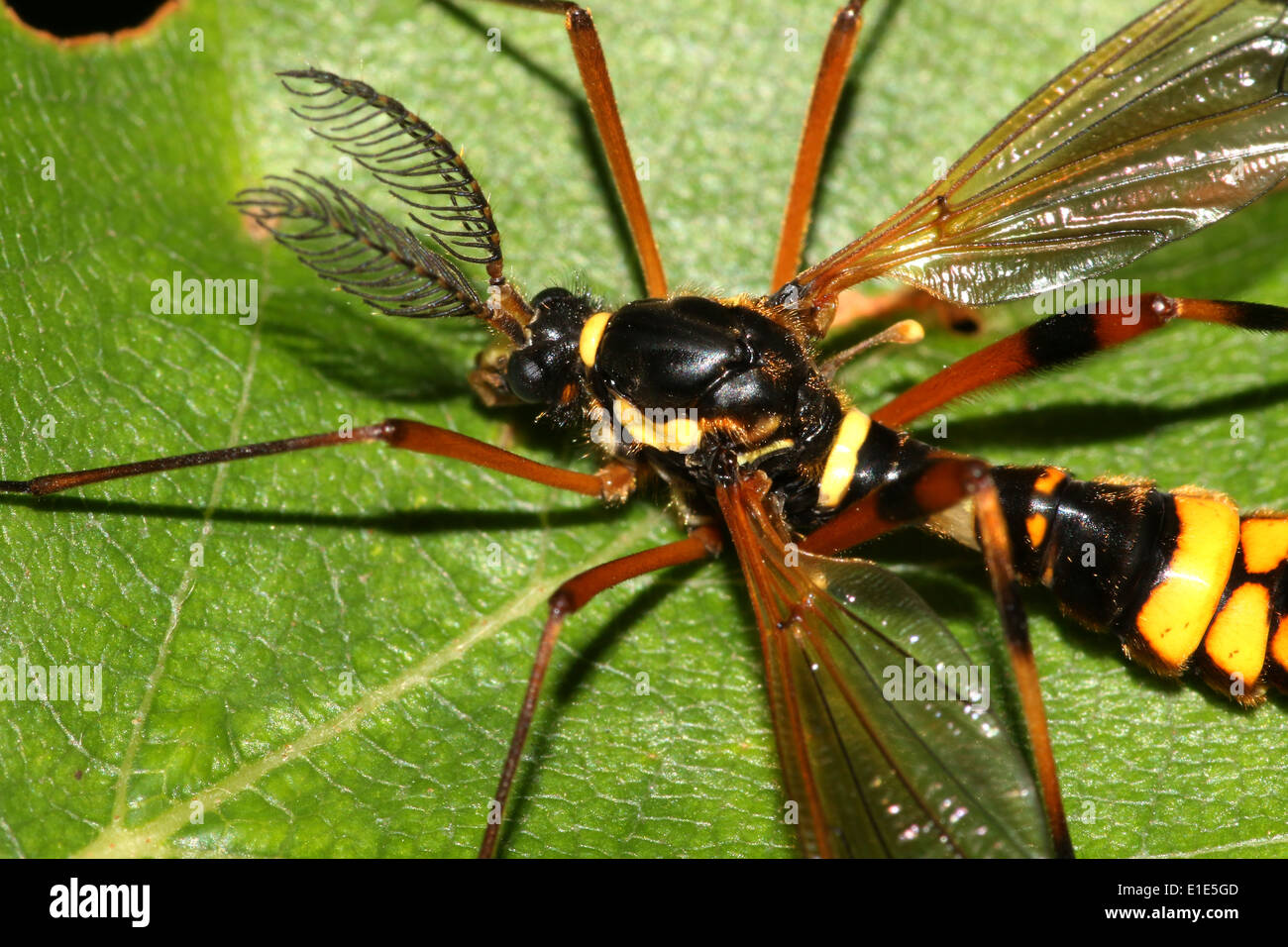 Un vrai Européen jaune et noir espèces tipule, appelé Ctenophora ornata ou Cnemoncosis ornata (mâle avec des antennes à plumes) Banque D'Images