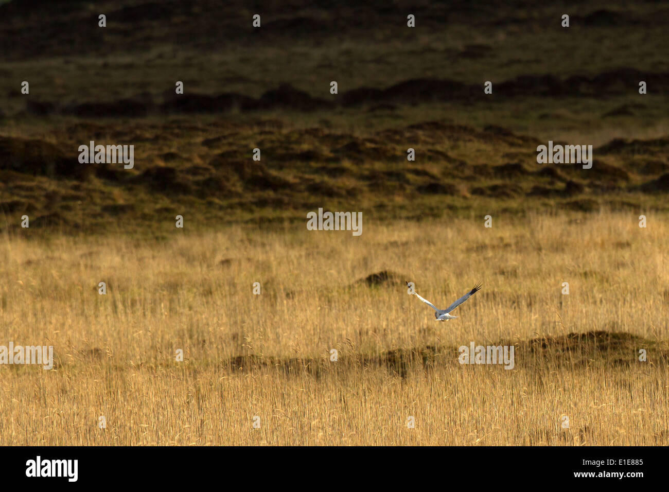 Male Busard Saint-Martin (Circus cyaneus) la chasse dans les landes son habitat. North Uist, îles Hébrides, Ecosse, Royaume-Uni Banque D'Images