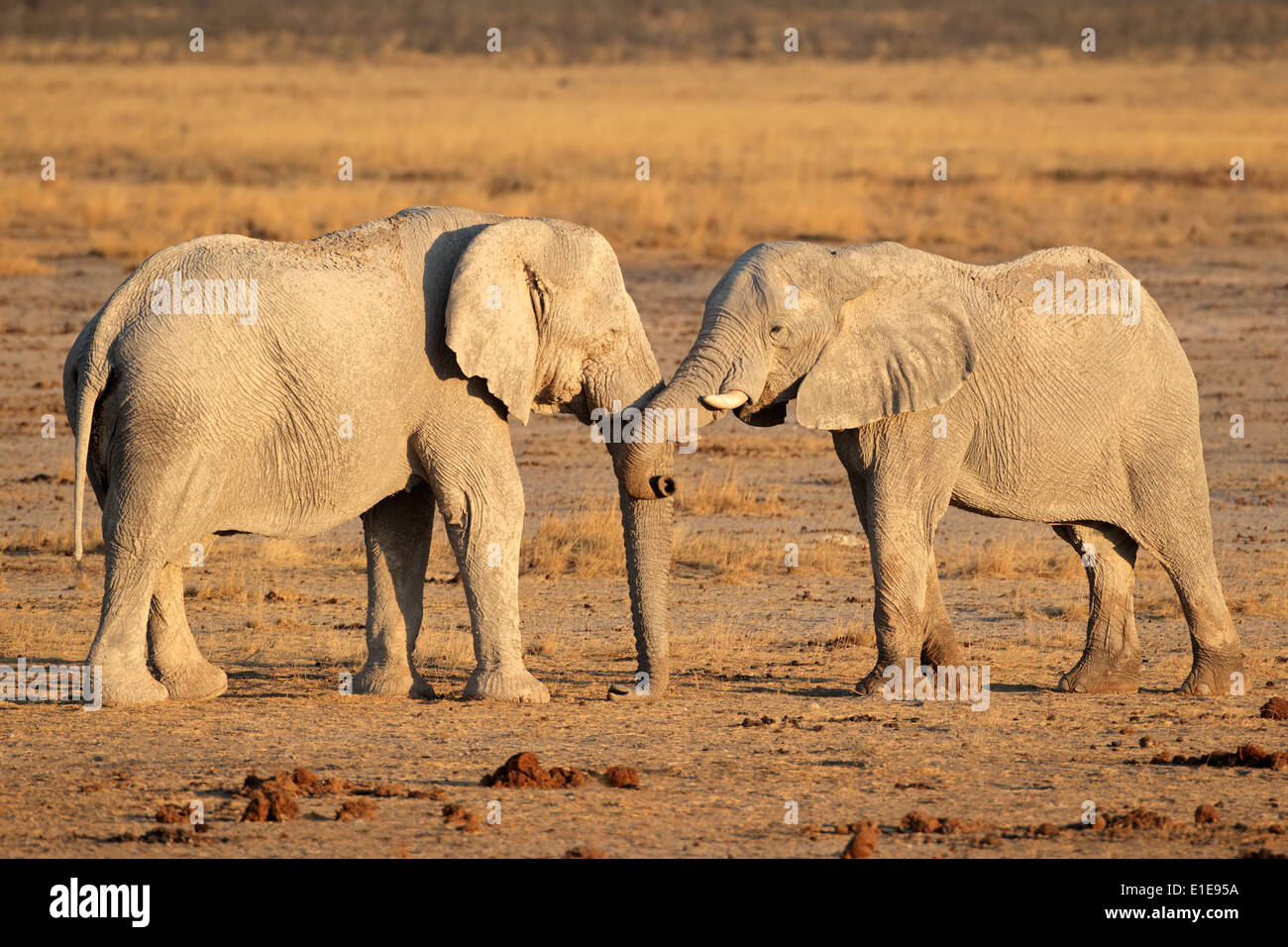 Deux grands éléphants d'Afrique (Loxodonta africana) taureaux, Etosha National Park, Namibie Banque D'Images