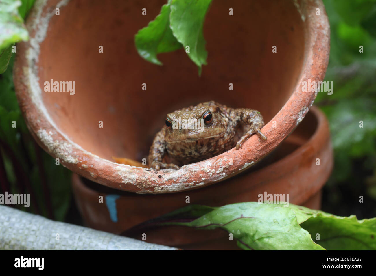 Bufo bufo Crapaud commun se cachant dans plante en pot Banque D'Images