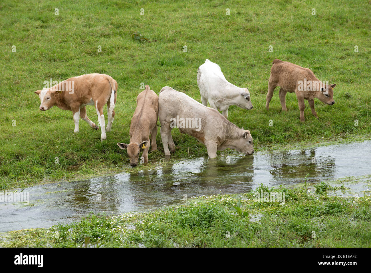 Jeunes bovins de potable Swift River dans la vallée de la Bourne Hampshire England UK Banque D'Images