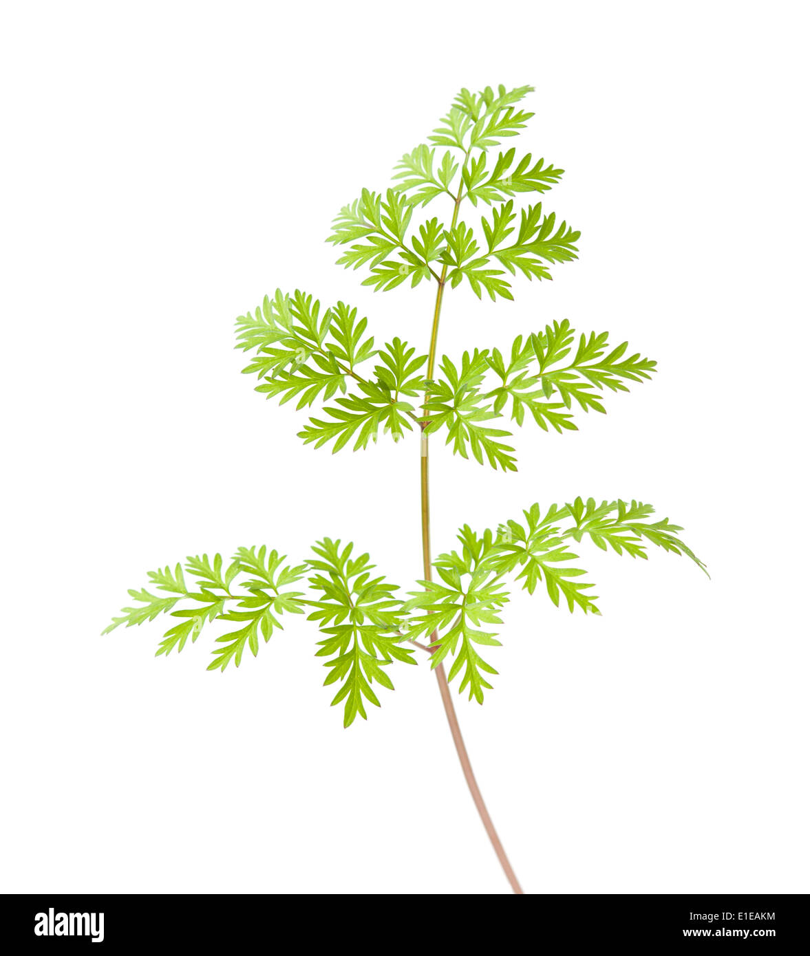 Persil sauvage leaf isolated on white Banque D'Images