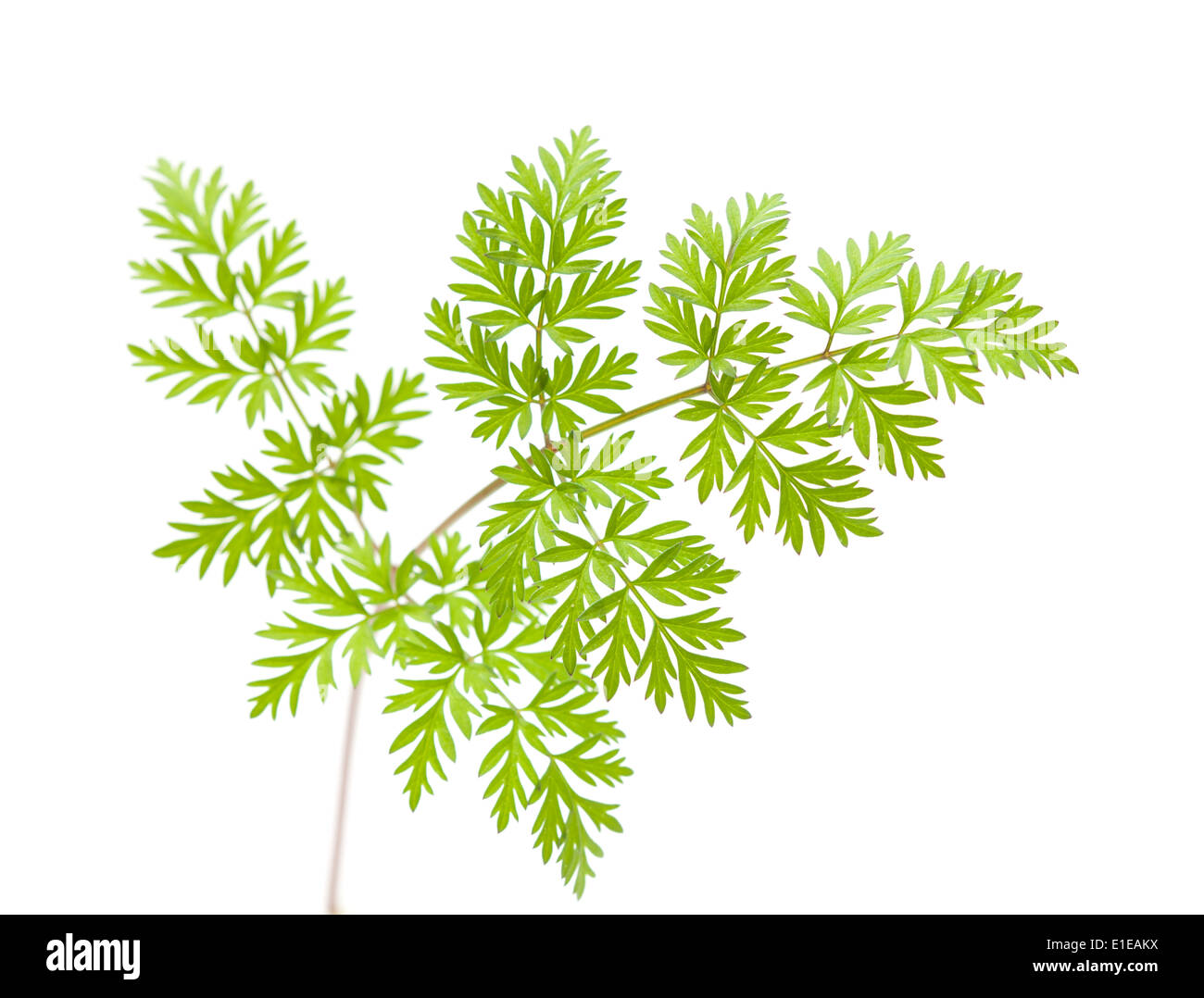 Persil sauvage leaf isolated on white Banque D'Images