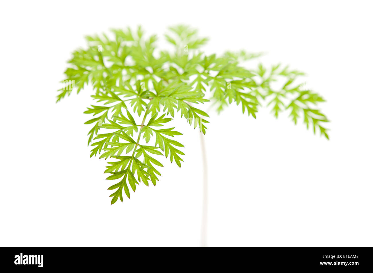 Persil sauvage leaf isolated on white Banque D'Images