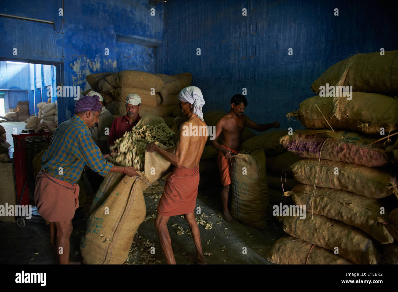 L'Inde, Etat du Kerala, fort Cochin ou Kochi, épices, travailleur dans l'entrepôt de gingembre Banque D'Images