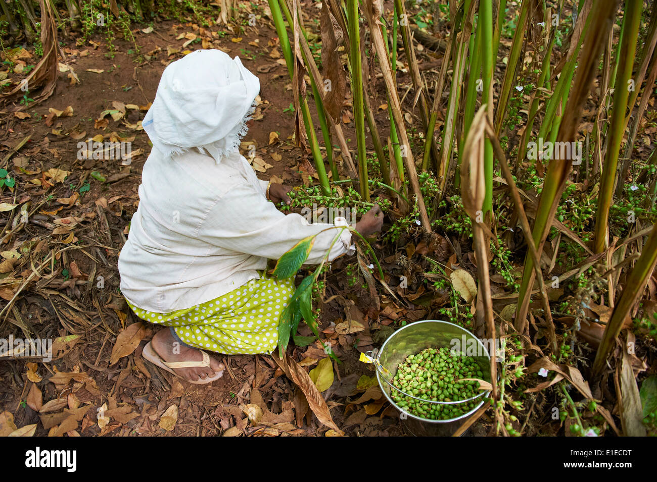 L'Inde, Etat du Kerala, Munnar, recueillir de cardamome Banque D'Images