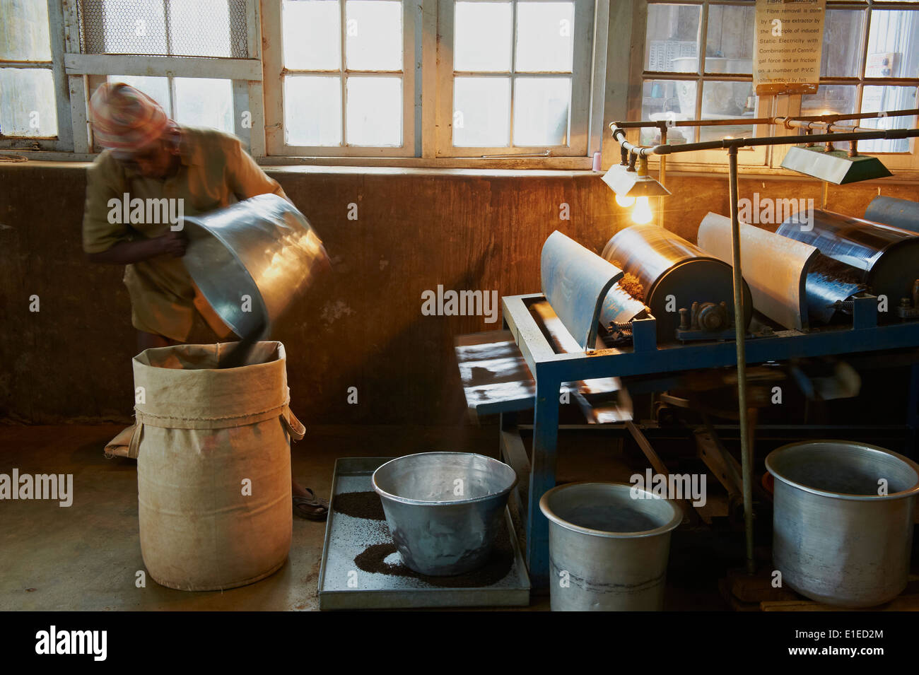 L'Inde, Etat du Kerala, Munnar, Sivakasi de thé, usine de thé le plus élevé du monde Banque D'Images