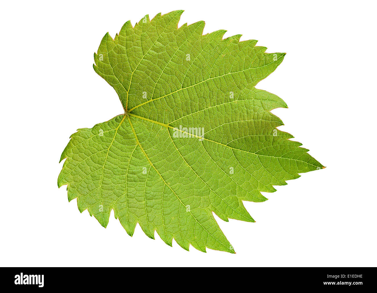 Grape leaf isolé sur fond blanc Banque D'Images Grape leaf isolé sur fond blanc Banque D'Images